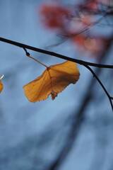 maple and fall tree golden and red leaves