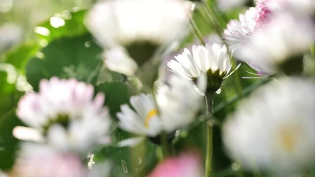 Daisies flowers in the sun rays close-up in the spring garden. Floral beautiful background in soft white and green tones. 4k footage