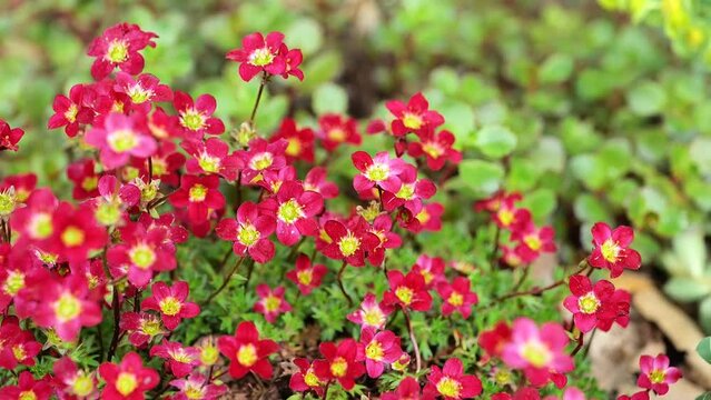 saxifrage flowers.red flowers for rocky hills and rock gardens. Low growing ground cover flower.blooming saxifrage bush on a stone close-up. 4k footage