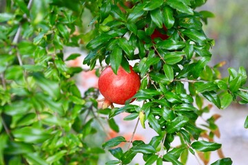 Pomegranate harvest (Punica granatum)
