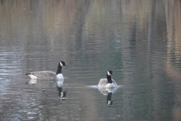 swan and ducks in lakes