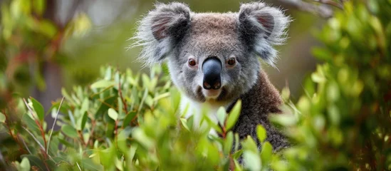 Keuken spatwand met foto Close-up of a wild koala on Kangaroo Island in Australia. © 2rogan