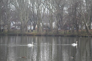 swan and ducks in lakes