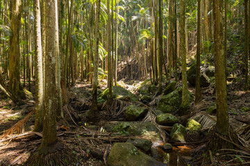 Views of the rainforest canopy along the Knoll walking track within Tamborine National Park, Queensland, Australia