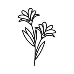 Vector botanical leaf doodle wildflower line art