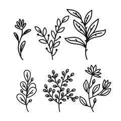 Vector hand drawn line art floral decorative elements, leaves, flowers, herbs and branches botanical doodle