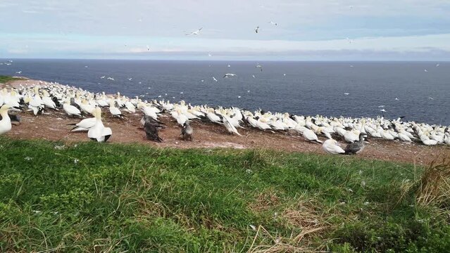 The gannet colony in the Bonaventure Island and Perce Rock National Park (Perce, Quebec, Canada)