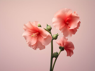 Hollyhock flower in studio background, single hollyhock flower, Beautiful flower images