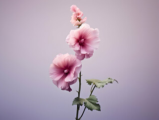 Hollyhock flower in studio background, single hollyhock flower, Beautiful flower images