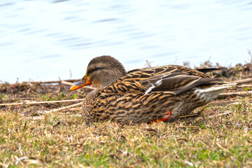 Female Mallard duck sitting on the bank of a freshwater lake.
