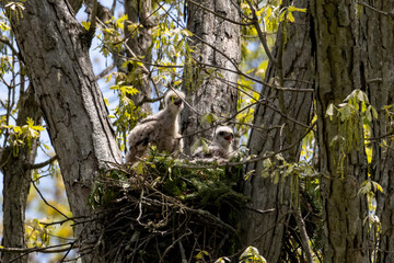 Red Shouldered hawk and babies on nest in the woods