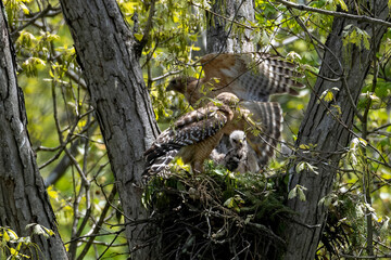 Red Shouldered hawk and babies on nest in the woods