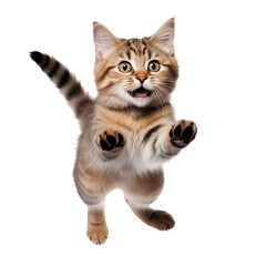 British kitten reaching with its paw and jumping isolated on transparent background