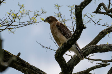 Red Shouldered hawk and babies on nest in the woods