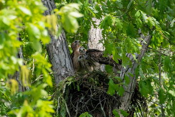Red Shouldered hawk and babies on nest in the woods