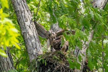Red Shouldered hawk and babies on nest in the woods