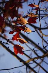 autumn leaf and red maple in the fall season