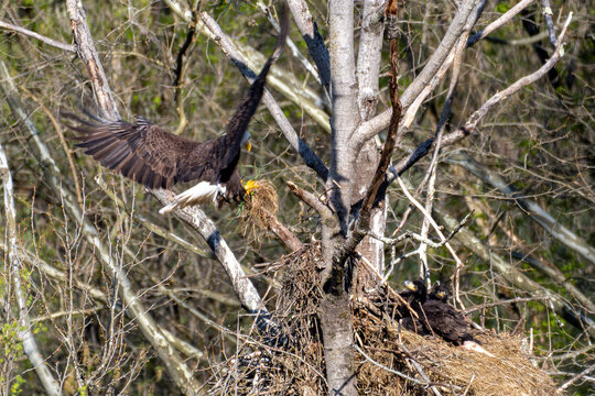 Eagle flying to nest while eaglets watch