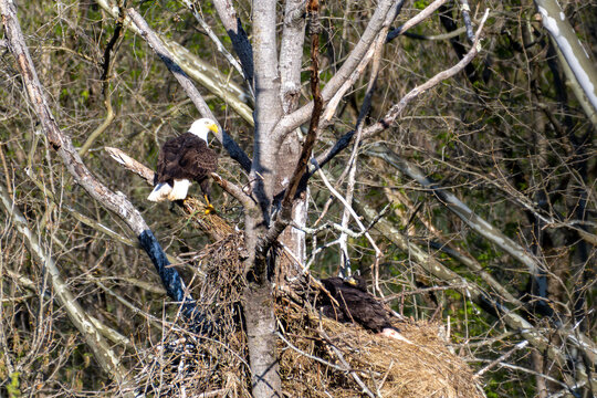 Adult eagle sitting near nest