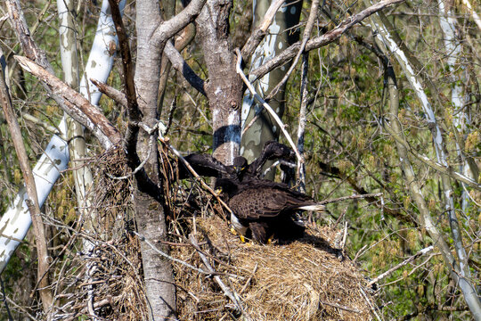 Eaglet flapping wings in the nest