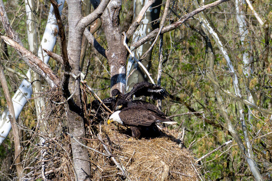 Bald eagle feeding eaglets while one eaglet flaps its wings
