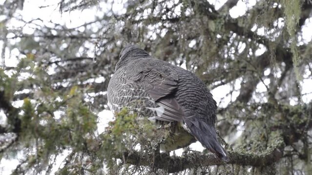 Male spruce grouse in the Gaspesie National Park (Quebec, Canada)
