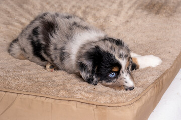 Obraz premium Australian Shephard puppies - Aussies are remarkably intelligent