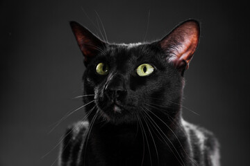 Adorable cat with green eyes on black background, closeup. Lovely pet