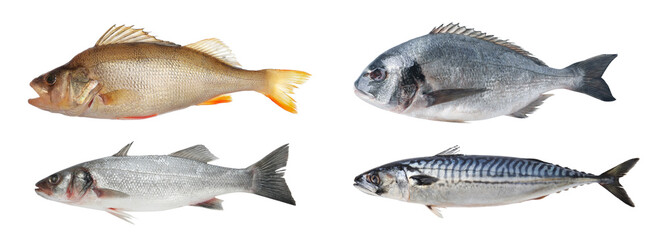 Different types of raw fish isolated on white, set