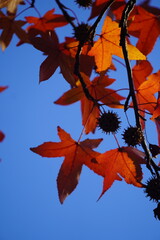 autumn leaf and red maple in the fall season