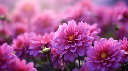 Deurstickers ピンク色のダリアの花、鮮やかな天竺牡丹 © tota