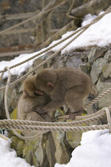 Child monkey kisses his friend on the playground equipment.