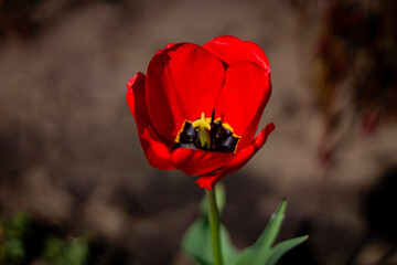 Obraz premium Lonely red tulip in the garden in spring, spring blossom, symbol of love, romance, female happiness