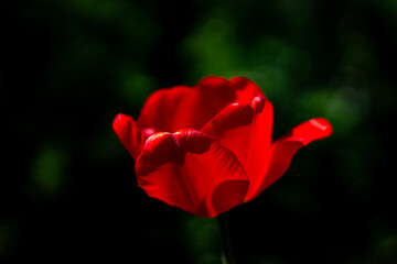Lonely red tulip in the garden in spring, spring blossom, symbol of love, romance, female happiness
