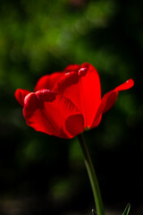 Lonely red tulip in the garden in spring, spring blossom, symbol of love, romance, female happiness