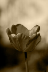 Tulips in the backyard vegetable garden in springtime with sepia effect