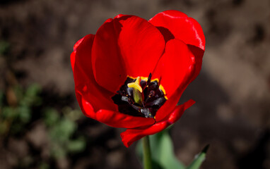 Lonely red tulip in the garden in spring, spring blossom, symbol of love, romance, female happiness