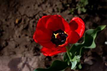 Lonely red tulip in the garden in spring, spring blossom, symbol of love, romance, female happiness