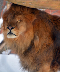 Playing in snow a lion is one of the four big cats in the genus Panthera, and a member of the...