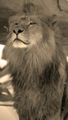 Playing in snow a lion is one of the four big cats in the genus Panthera, and a member of the family Felidae. It is the second-largest living cat after the tiger