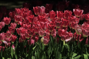  tulips in the garden