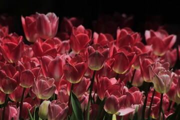 tulips