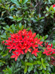 red and green leaves