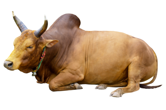 Fighting bull isolated on white background, PNG file