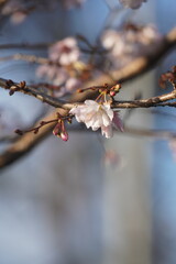 cherry flower blossom in the winter