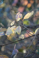 autumn leaf in the fall season