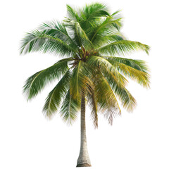 Big Coconut Tree Transparent PNG