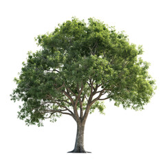 Fototapeta premium Big Single Green Tree Transparent PNG