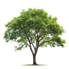 Big Single Green Tree Transparent PNG
