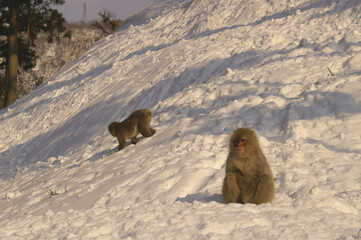 雪の斜面を下る一匹の猿と座っている一匹の猿